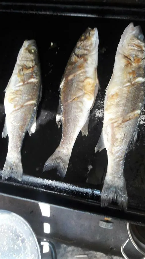 Zeljko Apartmani Lopar Kroatien